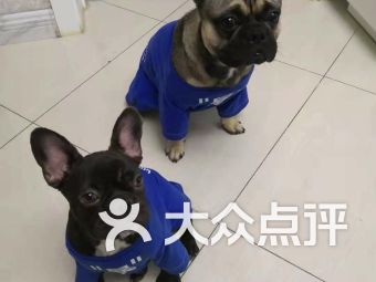 安達市寵物食品用品與寵物全運會 為愛寵打造健康生活新方式